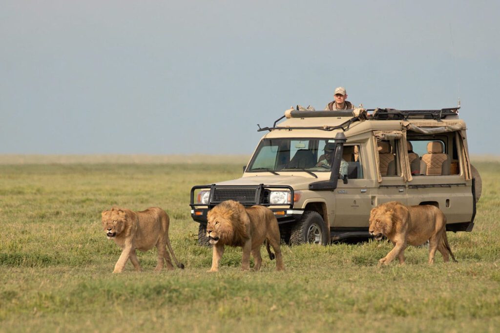 3 lions roaming in serengeti with a landcruiser safari car as a background