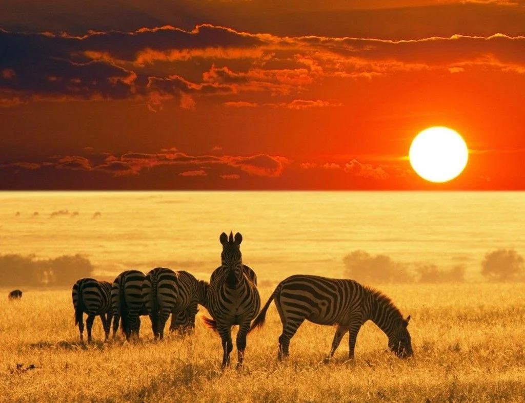 Tanzaia Safari 2026: Zebras during sunset