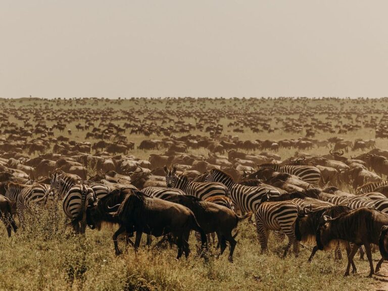 wildebeest herds during the Serengeti Migration season