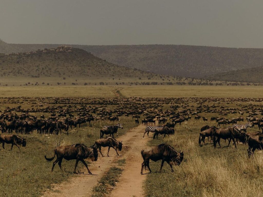 KENYA & TANZANIA GREAT MIGRATION SAFARI