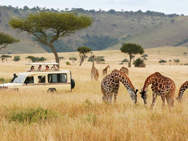 Giraffe Herd grazing on our Tanzania Kenya Safari tours