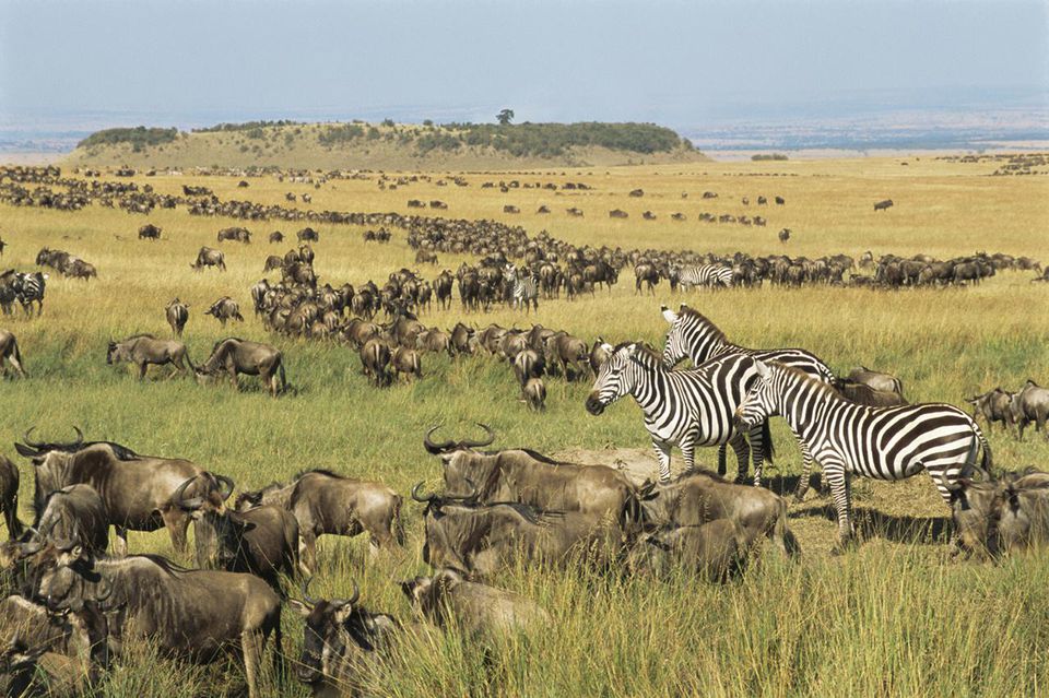 the great migration in Serengeti