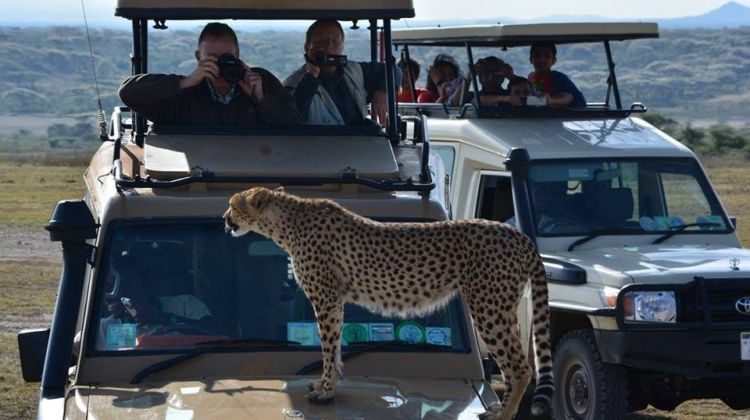 cheetah on top of safari car full of tourists