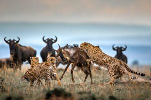 cheetahs killing a wildebeest