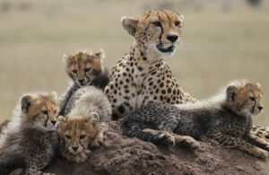 Female Cheetah sitting with her four cubs