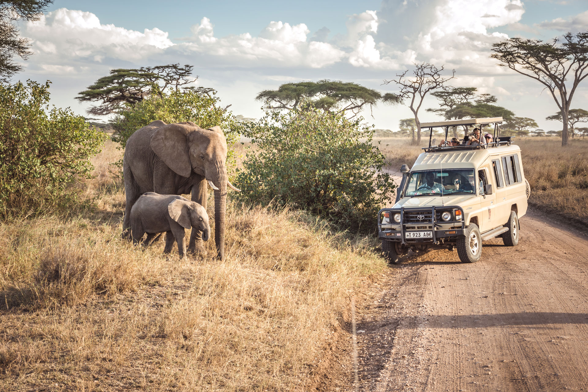 2 elephants in front of a safari car full of tourists