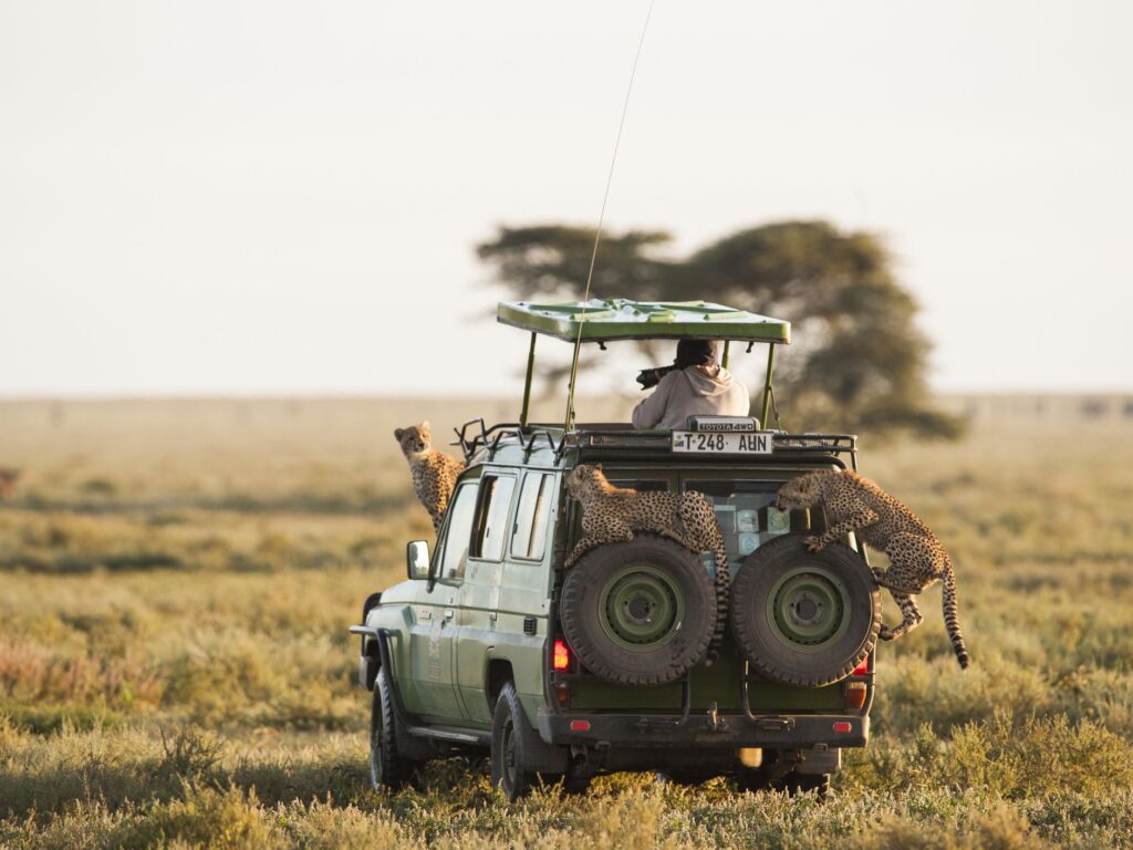 cheetah on top of a landcruiser safari car on our Tanzania safari tour in Serengeti