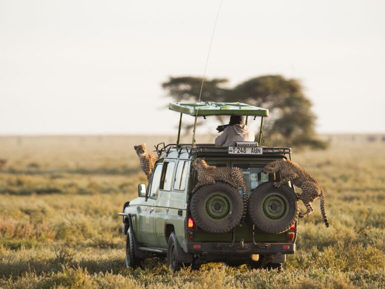 cheetah on top of a landcruiser safari car in serengeti