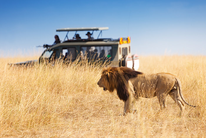 Large lion standing a few meters from a safari vehicle with tourists