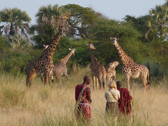 tourist walking with maasai guides in the wild with giraffes all over