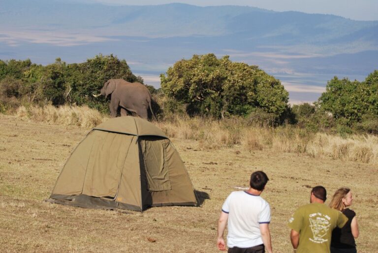 elephant walking in a public campsite inside Serengeti