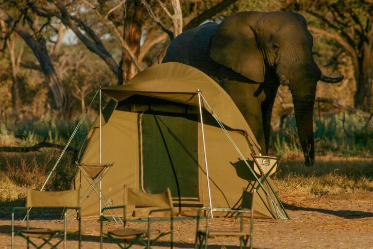 elephant walking behind a small camping tent