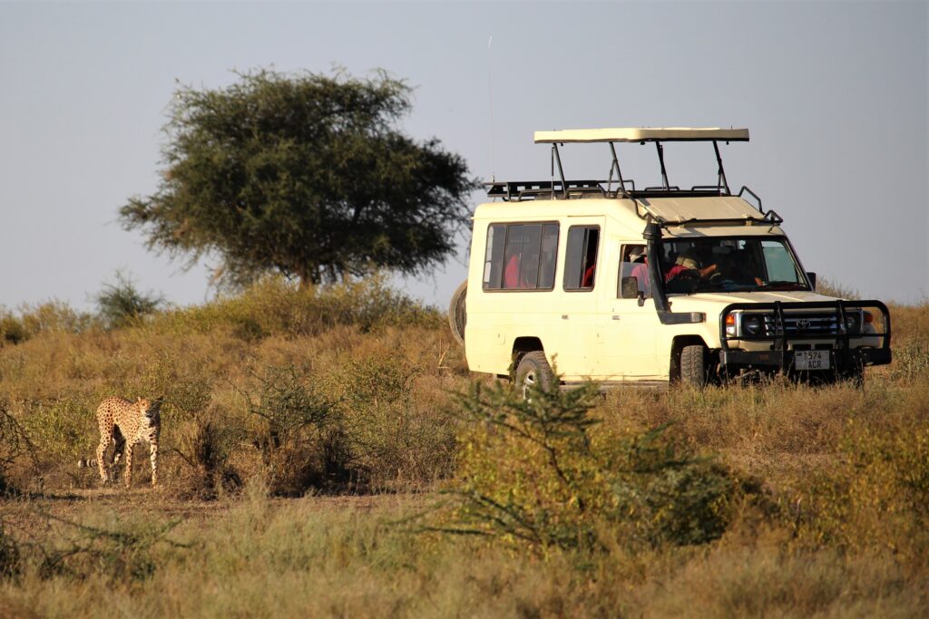 cheetah near safari car in tanzania
