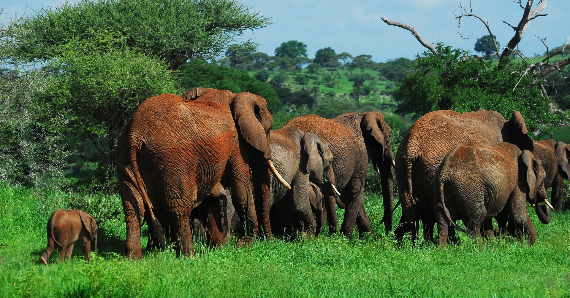 elephants at Ruaha National Park