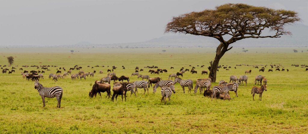 large group of zebras and wildebeest