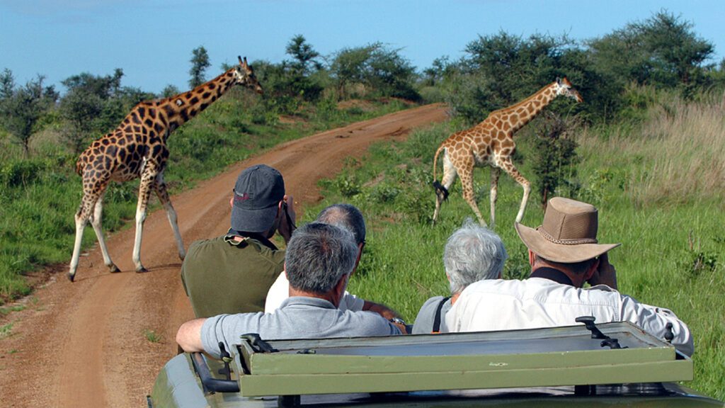 Tourists on 3 days Tanzania joining group watching giraffes pass in-front of their safari car
