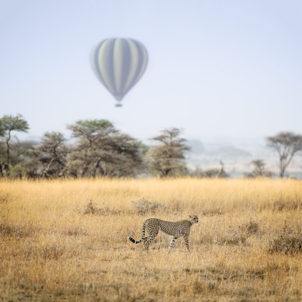 Cheetah in Serengeti