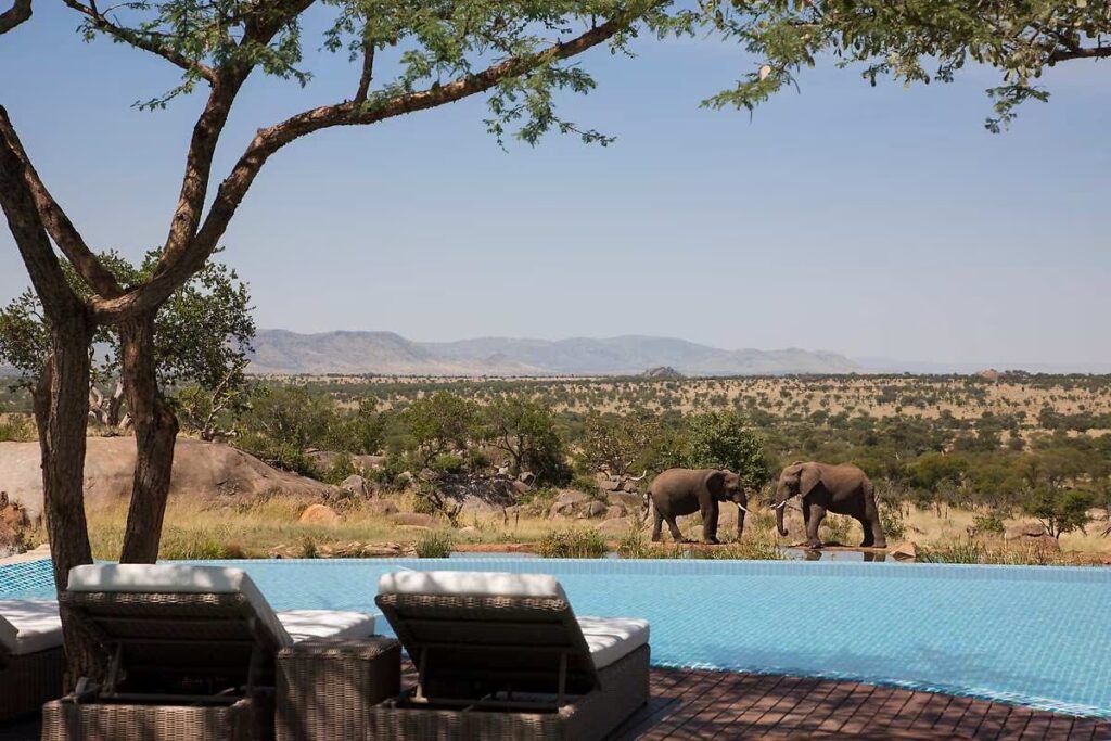 luxury camping site with swimming poll and two elephants nearby inside Serengeti national park