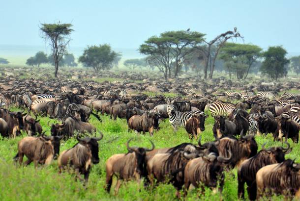 a huge group of wildebeest and zebras during the serengeti migration season