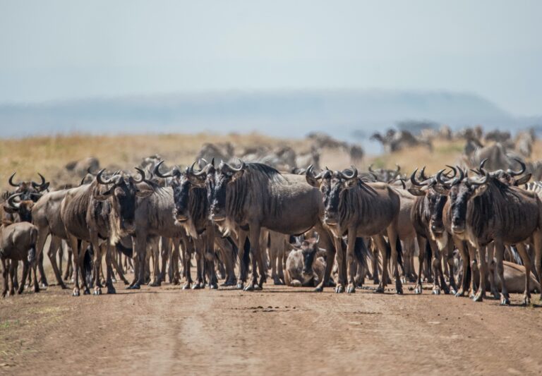 ndutu day 3 safari