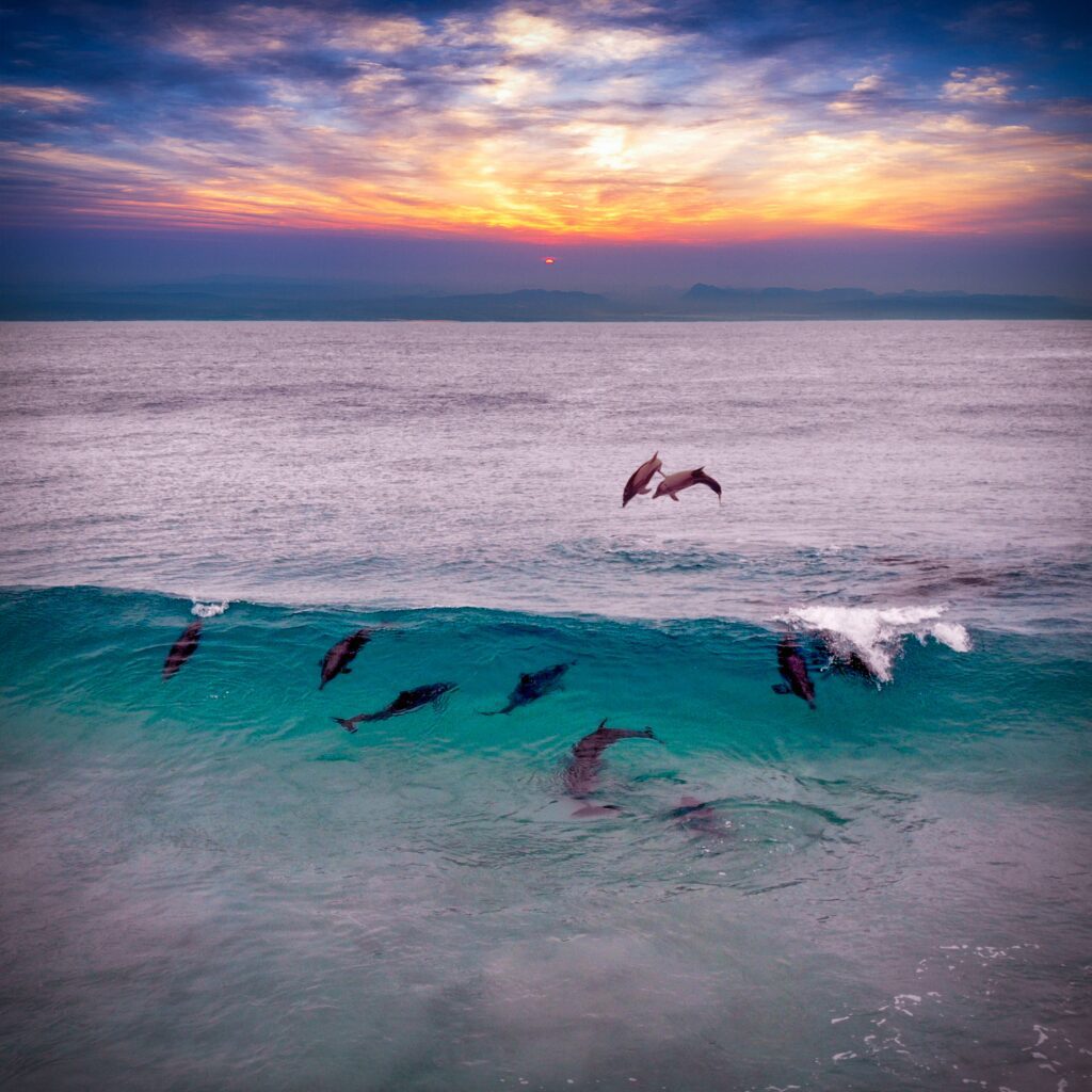 dolphins in kizimkazi, zanzibar