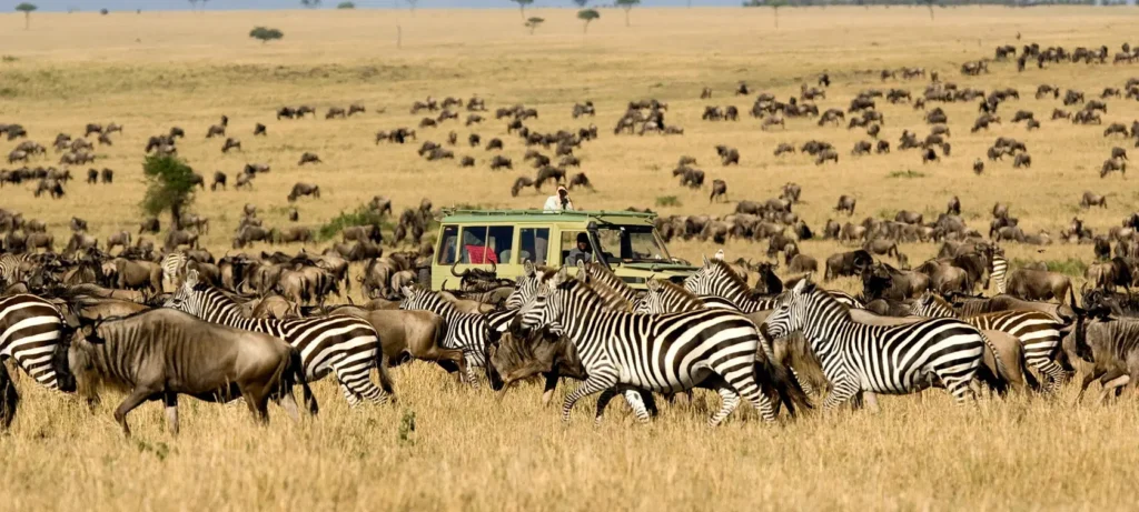serengeti migration wildlife sorrounding a car