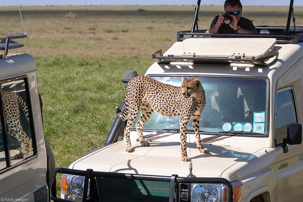 cheetah on top of serengeti safari car