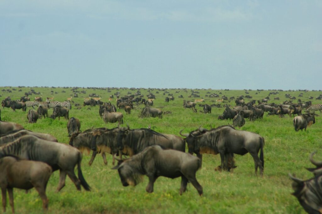 wildebeest serengeti migration