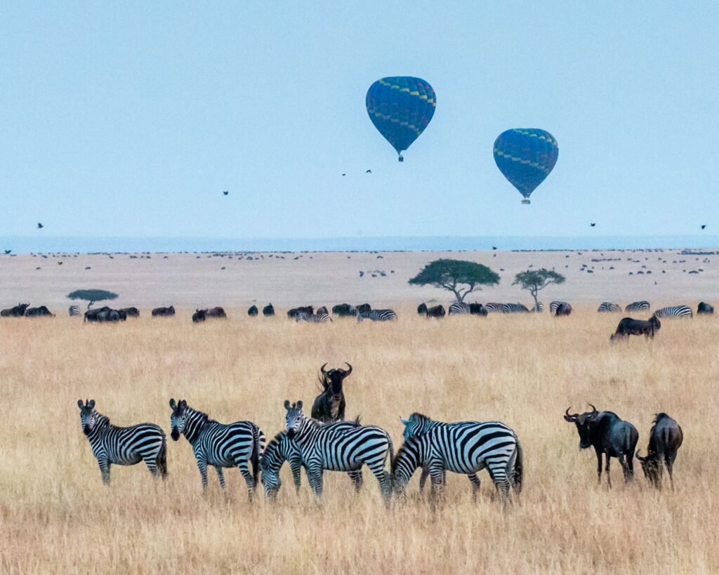 Zebras in Serengeti Tanzania safari