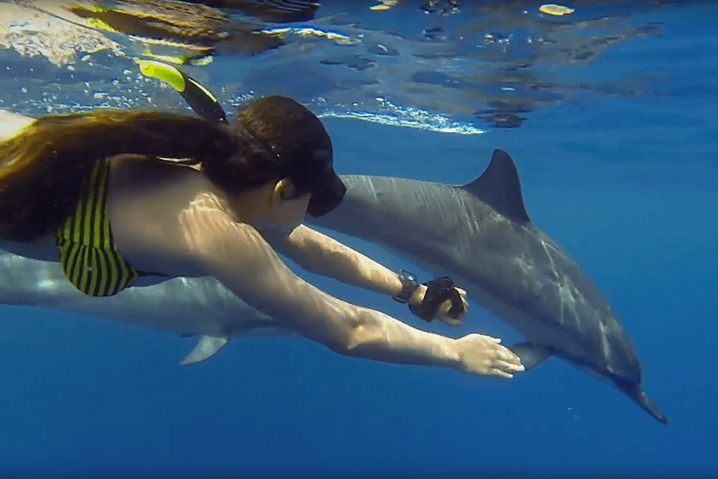 tourist swimming alongside dolphins in Zanzibar