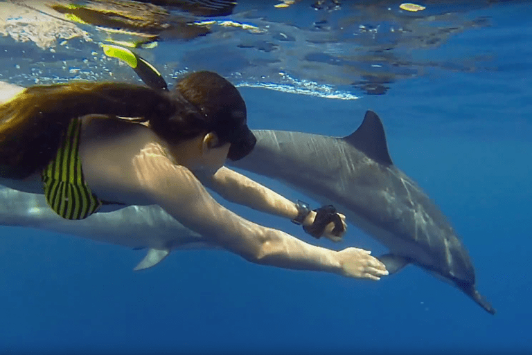 tourist swimming alongside dolphins in Zanzibar