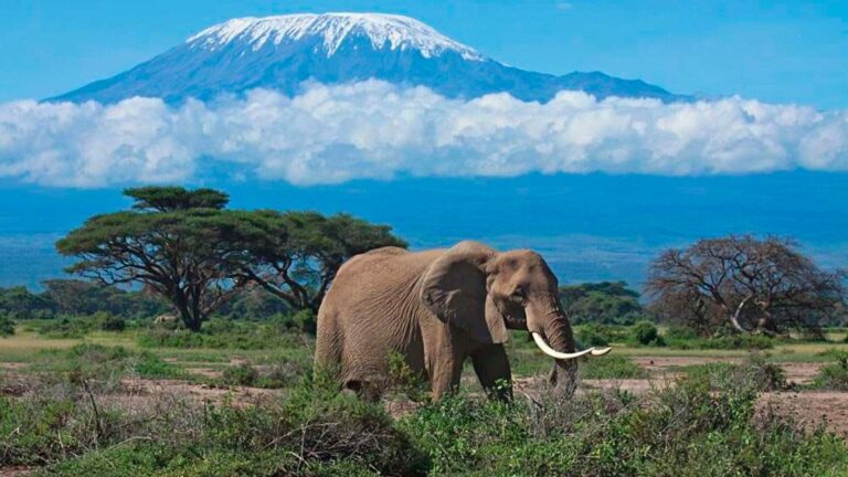 an elephant with Mt. kilimanjaro in the background