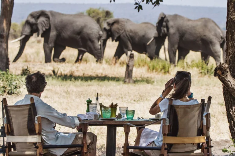 Two Tourists having breakfast in the wild while a herd of elephants pass by