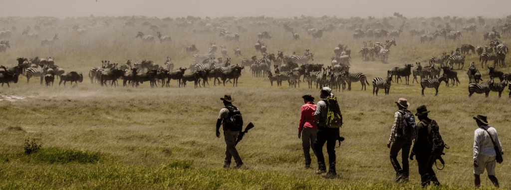 walking safaris in Arusha during the great migration
