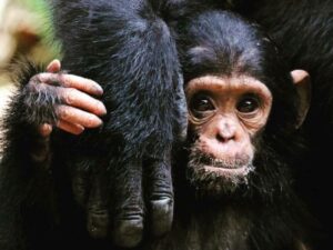 A CHIMP IN MAHALE NATIONAL PARK Tanzania