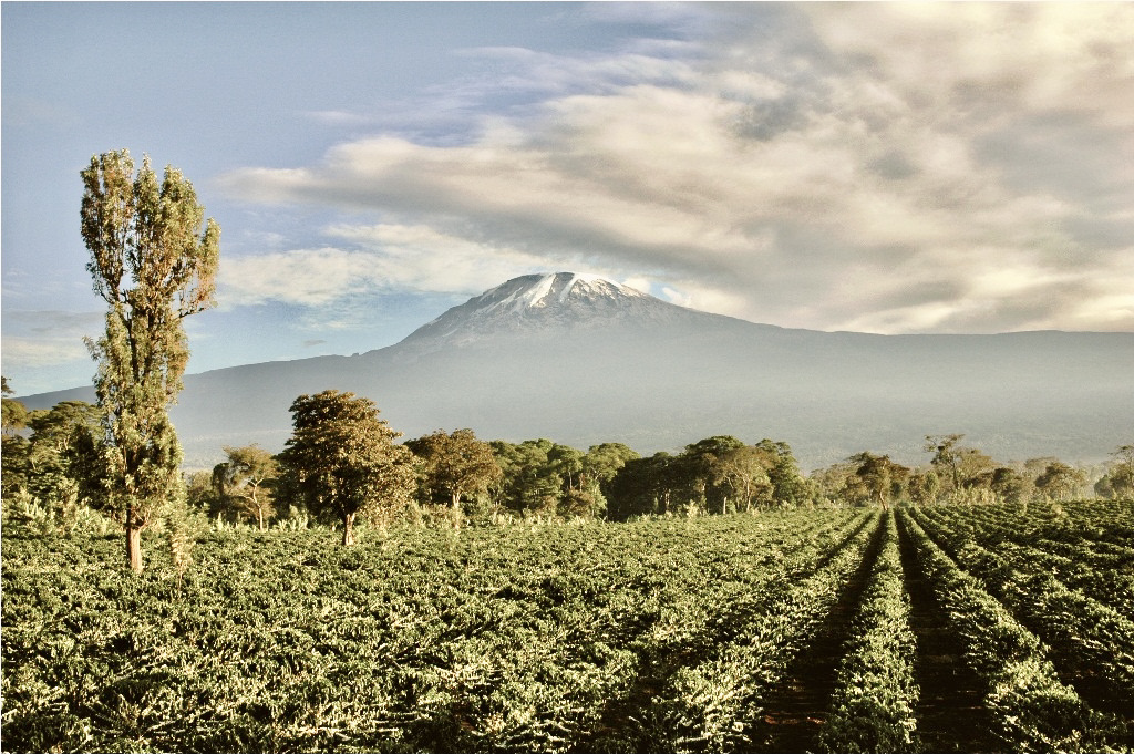 Kilimanjaro Coffee Plantation in Moshi Tanzania